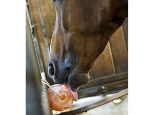 PIERRE À SEL HIPPOTONIC DE L’HIMALAYA