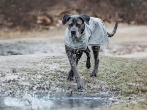 Veste Imperméable pour chien