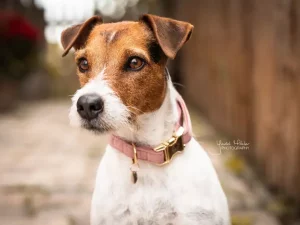 Collier pour chien Velvet