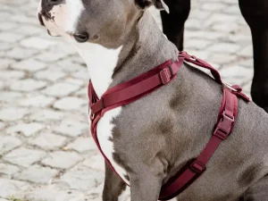 Harnais pour chien Active Velvet